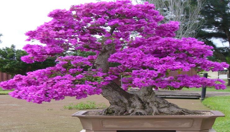 vastu tips in hindi,vastu associated with plants,plants located at home according vastu