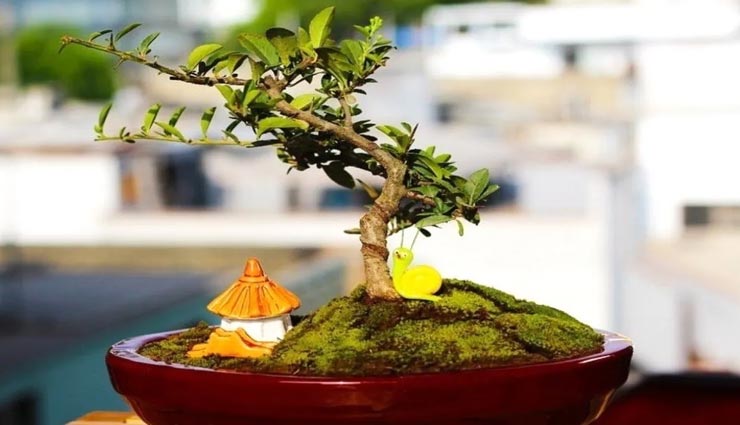 astrology tips,astrology tips in hindi,bad plants,maa laxmi