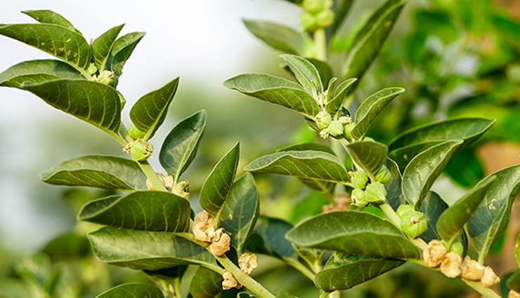 natural supplements,natural supplements to boost energy,Health tips,fitness tips