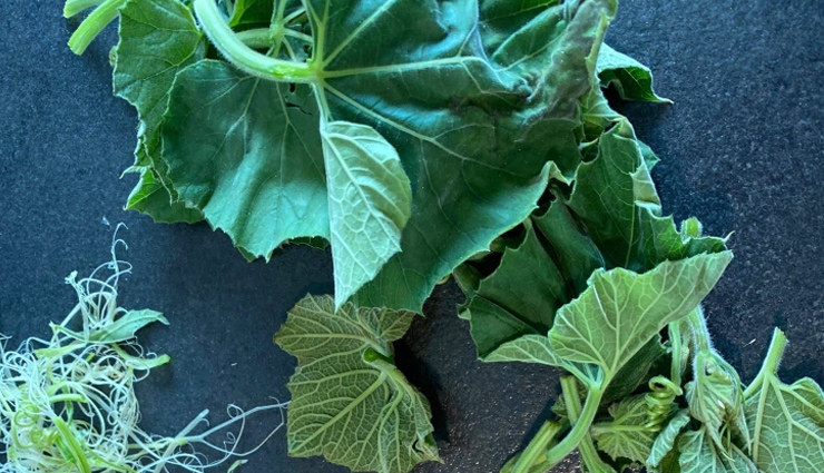 bottle gourd leaves stir fry,hunger truck,food,easy recipe