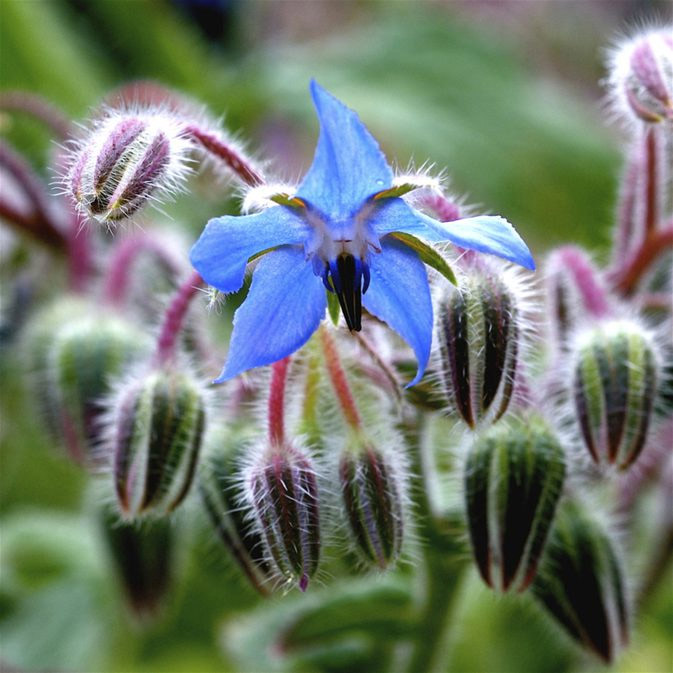 borage oil,health benefits of borage oil,Health tips