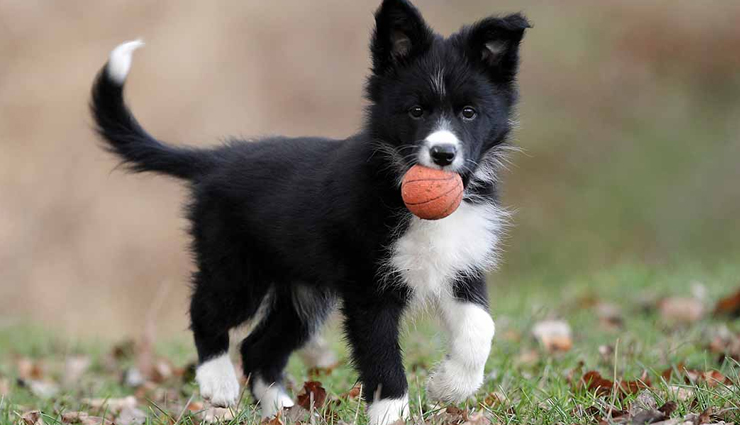 dog breeds,athletic dog breeds,athletic dog breeds found in world