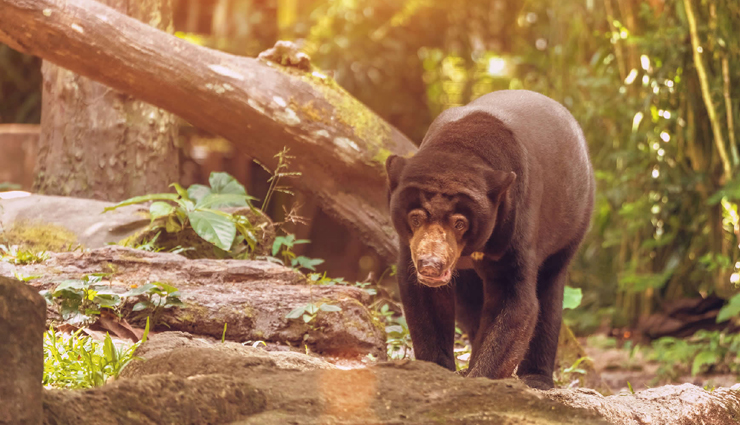 borneo,reason why visit borneo,borneo travel,borneo holidays,travel guide