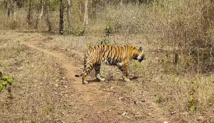 tourist attractions near bhopal,must-visit places near bhopal,raisen fort,bijasan mata temple,halali dam,udayagiri caves,great stupa sanchi,marine drive bhopal,bori wildlife sanctuary,satpura national park