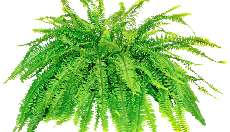 household tips,try theses 5 plants inside your house for amazing air,indoor plants,plants that you can grow at home for fresh air,plants that give amazing air