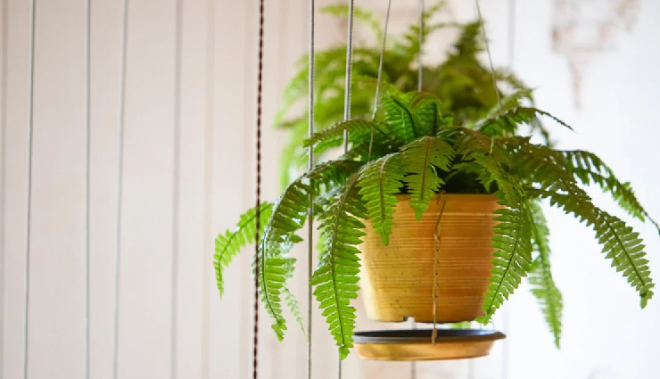 indoor plants for lung health,lung-friendly houseplants,air-purifying indoor plants,plants to improve indoor air quality,lung health and indoor gardening,indoor plants for respiratory health,houseplants for clean air,best indoor plants for lung health,lung-supporting houseplants,indoor plants for cleaner breathing