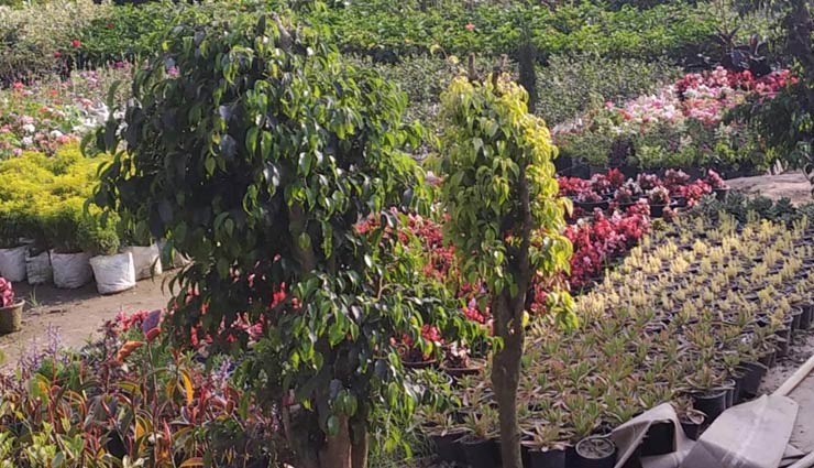 botanical gardens,botanical gardens india,indian botanic garden kolkata,botanical garden saharanpur,lalbagh botanical garden bangalore,government botanical gardens ooty,tropical botanic garden trivandrum,travel,travel tips,holidays