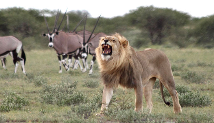 botswana,places to visit in botswana,okavango delta,chobe national park,the central kalahari game reserve,moremi game reserve,nxai pan national park