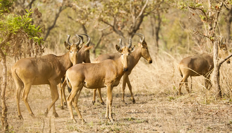cameroon,national parks visit in cameroon,cameroon tourist places,waza national park,lobeke national park,korup national park,benoue national park,dja faunal reserve,nki national park,faro national park,bouba njida national park,campo maan national park,holidays,travel