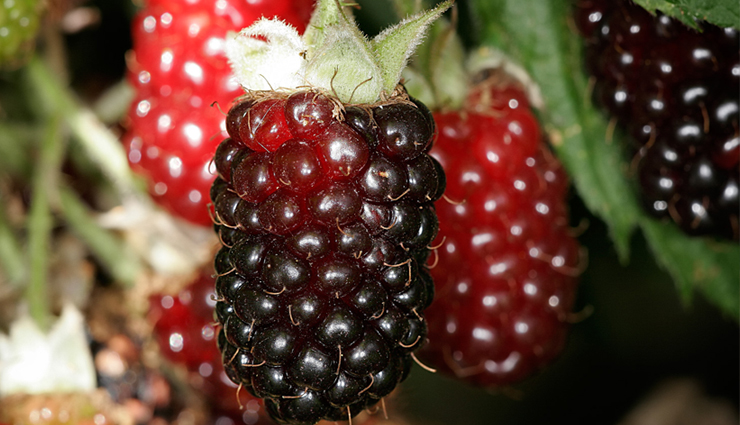 10 Popular Health Benefits of Boysenberry