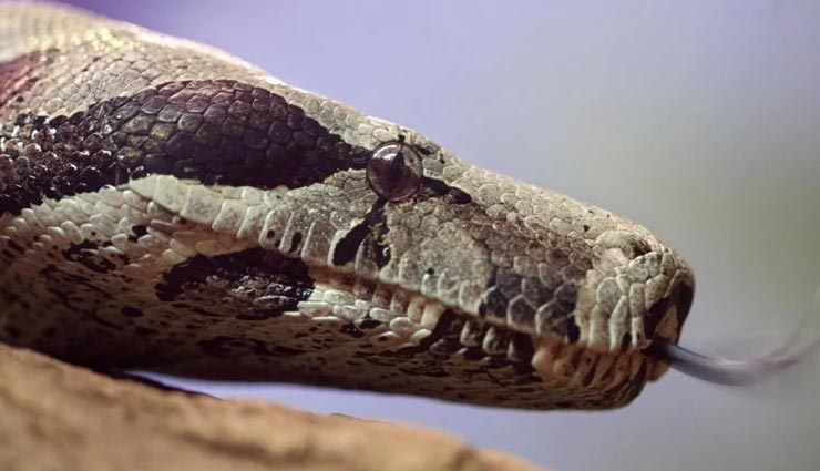 weird news,weird information,weird snake constrictor,boa constrictor snake,babies without mating ,अनोखी खबर, अनोखी जानकारी, सांपों की अनोखी प्रजाति, बोआ प्रजाति के सांप, बिना संबंध के बच्चे