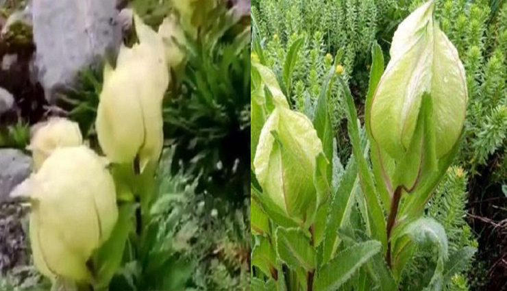 साल में सिर्फ एक बार खिलता है ये फूल, कहलाता है हिमालय के फूलों का राजा