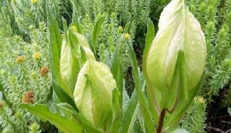 brahma kamal flower,uttrakhand,about brahma kamal flower,weird news,coronavirus