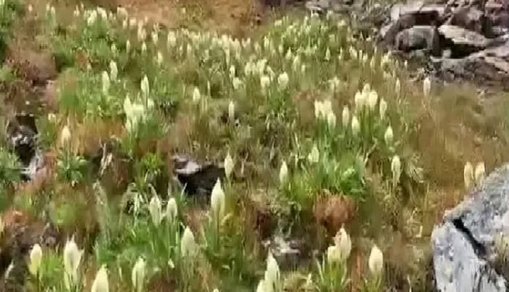 brahma kamal flower,uttrakhand,about brahma kamal flower,weird news,coronavirus