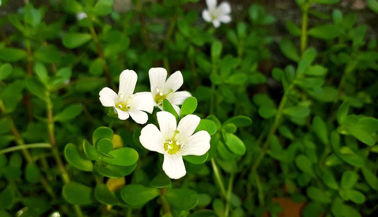 Brahmi Helps To Improve Your Memory, Here are More Benefits of It