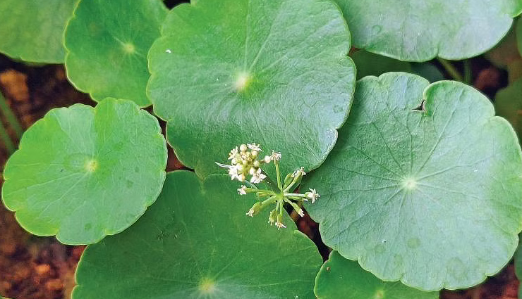 6 Physical and Mental Health Benefits of Brahmi