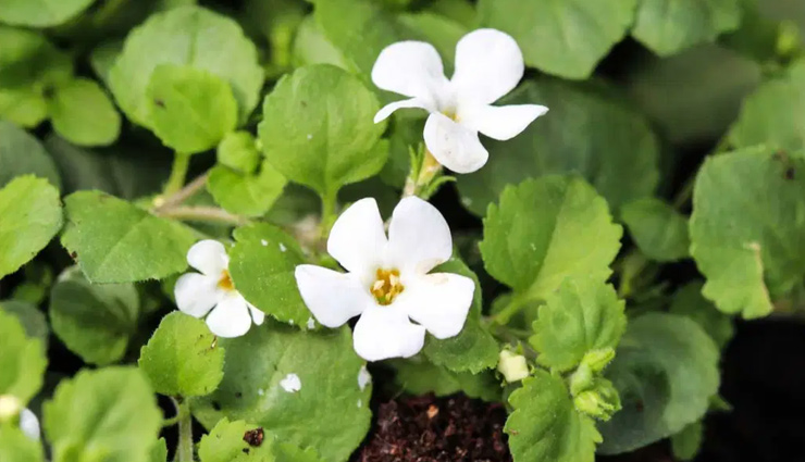 indian herbs for stress relief,ayurvedic herbs for stress,stress-relieving herbs,natural remedies for stress,indian herbs to reduce stress,herbal remedies for stress and anxiety,stress-reducing herbs,ayurvedic stress relief,best herbs for stress management