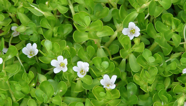 ayurvedic herbs you should take during early winters to stay healthy,healthy living,Health tips