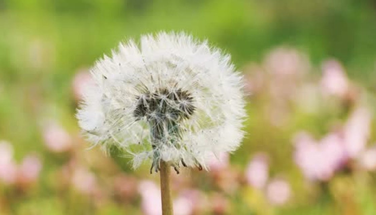 breast infection,home remedies for breast infection,Health tips,fitness tips