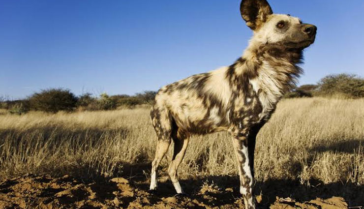 breeds of wild dog,wild dog family found in india,indian wolf,indian plains wolf,himalayan wolf,tibetan wolf,golden jackal