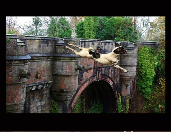 इस रहस्यमयी ब्रिज की अनोखी कहानी यहाँ इंसान नहीं कुत्ते करते हैं आत्महत्या 
