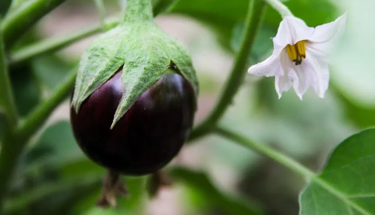 5 Amazing Benefits of Eating Brinjal
