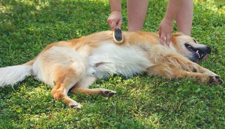 itchy skin among dog,get rid of itchy skin among dog,home remedies to get rid of itchy skin among dog,dog,dog health care