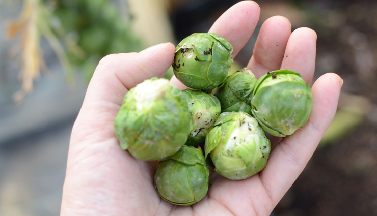 health benefits of brussels sprouts,brussels sprouts nutrition,brussels sprouts for weight loss,brussels sprouts for digestion,brussels sprouts for heart health,brussels sprouts antioxidants,brussels sprouts for immunity,brussels sprouts for skin health,brussels sprouts for gut health,brussels sprouts anti-inflammatory benefits,brussels sprouts for cholesterol,brussels sprouts for diabetes,brussels sprouts for detox,superfood brussels sprouts,brussels sprouts vitamins and minerals