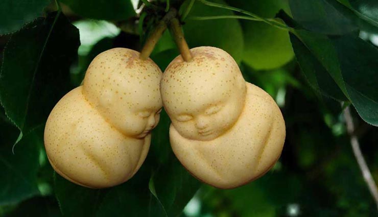 expensive fruit,weird story