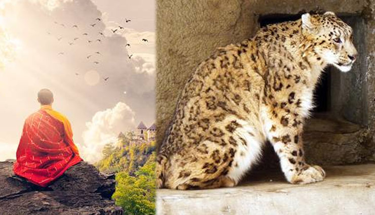 जंगल के अंदर बौद्ध भिक्षु लगा रहा था ध्यान, खा गया तेंदुआ 