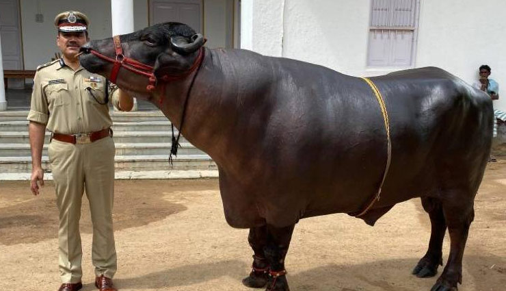 
1600 किलो का भैंसा, रोज खाता है 1 किलो ड्राय फ्रूट, पीता है 10 किलो दूध 