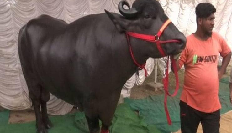 sartaj bull,buffalo,murrah buffalo,hyderabad,weird news in hindi