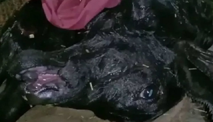 हरियाणाः भैंस ने दिया दो मुंह वाले कटड़े को जन्म, तस्वीरें सोशल मीडिया पर हो रही है वायरल haryana news,sonipat news,omg,bufallo,weird news in hindi