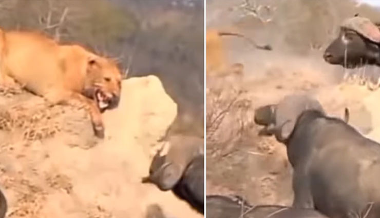 भैंसों के जाल में फंस गई शेरनी, वीडियो हुआ वायरल