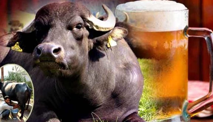 buffalo,buffalo drinks beer,more milk,milk dairy ,भैंस, भैंसों को बीयर, ज्यादा दूध का उत्पादन, दूध की डेयरी,