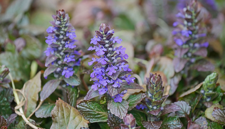 hyperthyroidism,home remedies to treat hyperthyroidism,hyperthyroidism problem,hyperthyroidism treatment,Health,Health tips