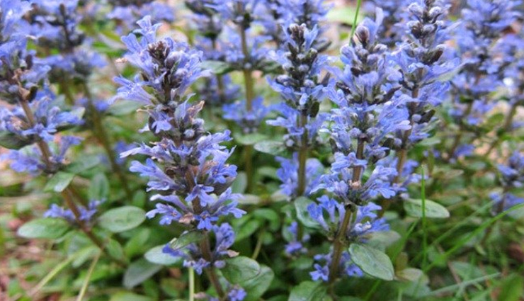 Health tips,healthy living,5 magical health benefits of bugleweed,health benefits of bugleweed,ajuga plant benefits,herbs for treating different diseases