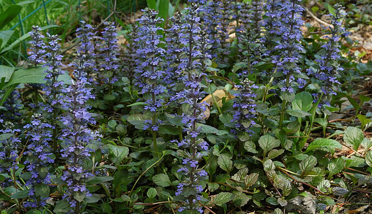beauty tips,skin care tips,3 amazing skin benefits of bugleweed plant,importance of bugleweed plant,natural skin care tips