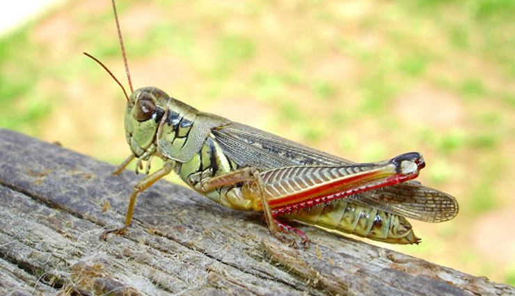 bizarre bugs in costa rica,red-legged grasshopper,rhinoceros beetle,luminescent click beetle,jewel scarab,walking stick bug,bizarre bugs,costa rica