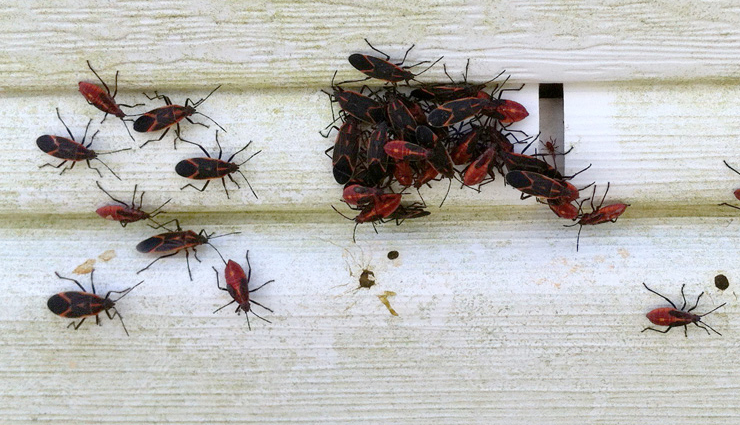 household tips,home tips,these simple tips will help you get rid of bugs,tips to get rid of bugs