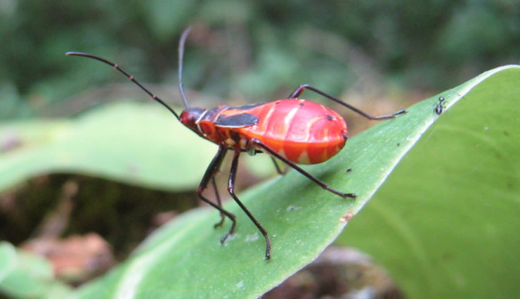 5 Bizarre Bugs You Can Spot in Costa Rica