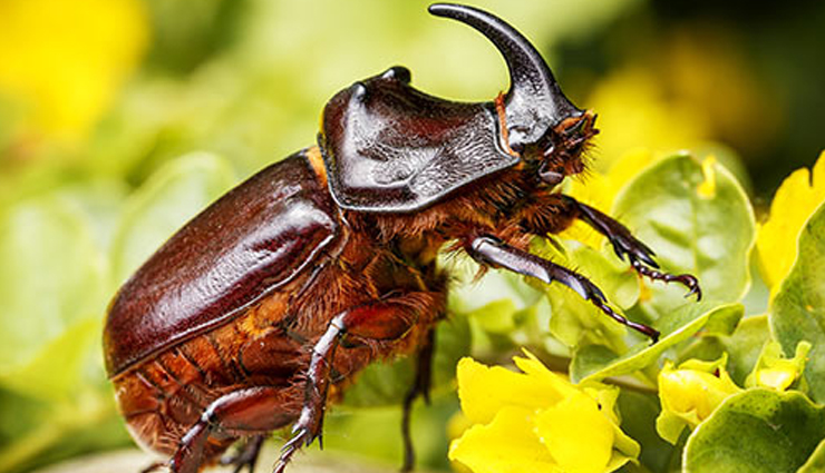 bizarre bugs in costa rica,red-legged grasshopper,rhinoceros beetle,luminescent click beetle,jewel scarab,walking stick bug,bizarre bugs,costa rica