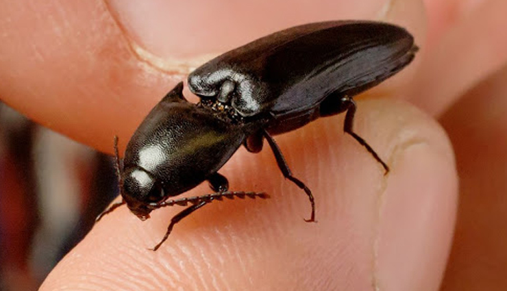 bizarre bugs in costa rica,red-legged grasshopper,rhinoceros beetle,luminescent click beetle,jewel scarab,walking stick bug,bizarre bugs,costa rica