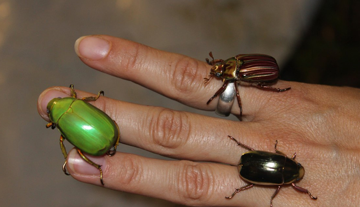 bizarre bugs in costa rica,red-legged grasshopper,rhinoceros beetle,luminescent click beetle,jewel scarab,walking stick bug,bizarre bugs,costa rica