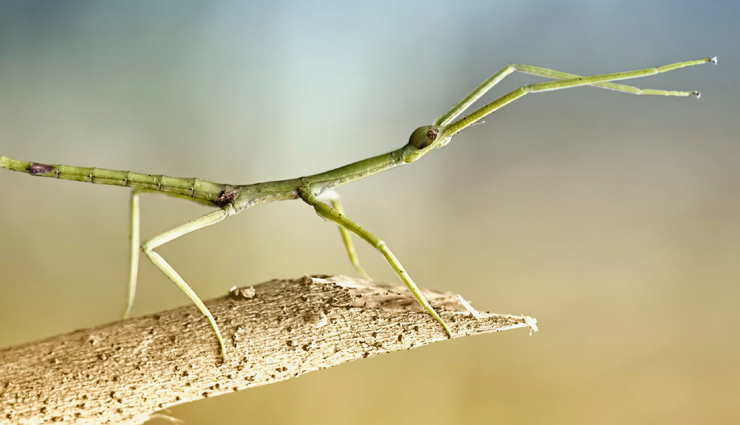 bizarre bugs in costa rica,red-legged grasshopper,rhinoceros beetle,luminescent click beetle,jewel scarab,walking stick bug,bizarre bugs,costa rica