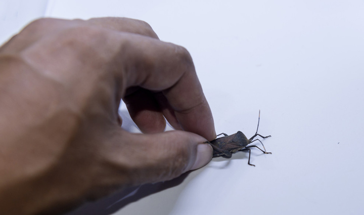 home remedies to help you get rid of stink bugs,Health,healthy living