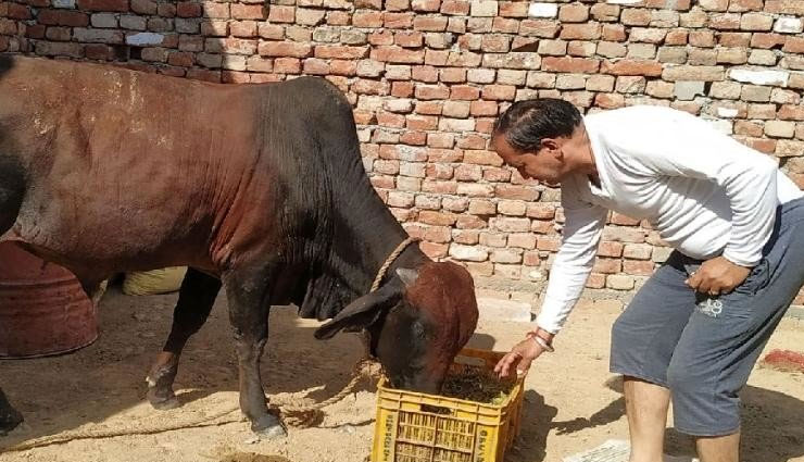 आवारा सांड की हो रही है खूब खातिरदारी, वजह जान आपको भी लगेगा  झटका