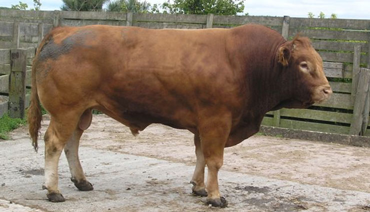 शख्स ने खाई सांड की सेक्स पावर बढ़ाने वाली दवा, हुई हालत खराब, तीन दिनों तक...