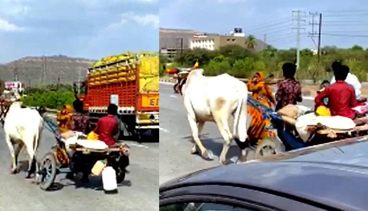 coronavirus lockdown,youth,bull,bullock cart,car pulled over family,coronavirus,news,news in hindi