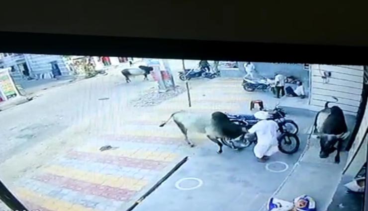 जालोर : 2 सांड़ की लड़ाई में फंसा घर के बाहर खड़ा 75 साल का बुजुर्ग, इलाज के दौरान हुई मौत